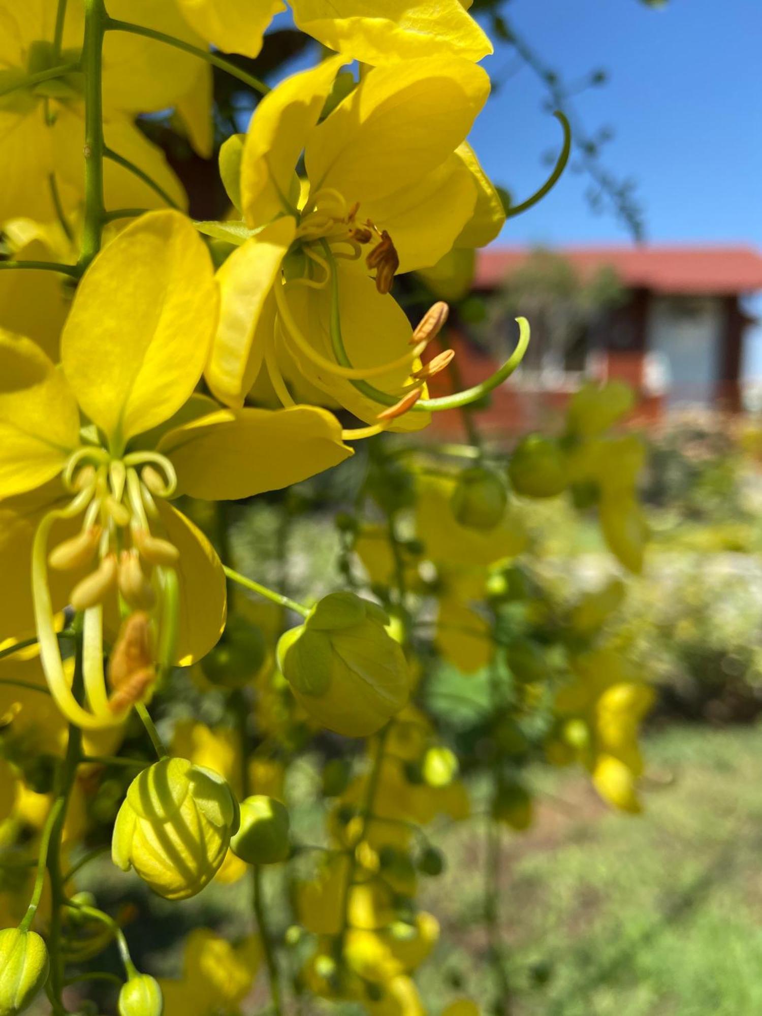 Villarreal Lodge Hotel Ecologico Totolapan Eksteriør bilde
