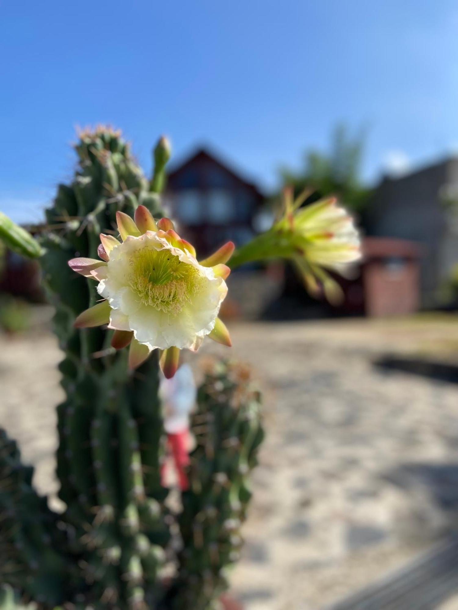 Villarreal Lodge Hotel Ecologico Totolapan Eksteriør bilde